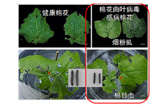 近日，微生物研究所發(fā)現(xiàn)雙生病毒調(diào)控植物免疫平衡實(shí)現(xiàn)全新生態(tài)功能